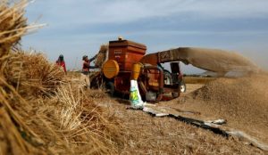 Prijavu podnijelo 387 gazdinstava: Isplaćeno više od milion KM premije za pšenicu