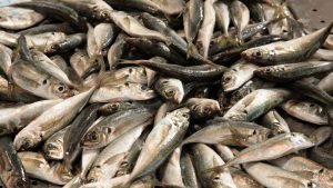 Nisu zdrave za sve: Evo ko ne bi smio da jede sardine