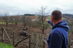 Trening za svinje: Želimir crne moravke poslao u teretanu FOTO
