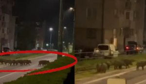 Zanimljivi prizori iz BiH: Divlje svinje prošetale ulicom kao pistom VIDEO
