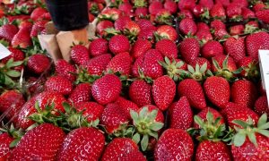 Zbog povećanog sadržaja pesticida: Zabranjen uvoz jagoda iz Albanije