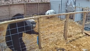 Hrabro brane svoje: Svinje otjerale ogromnog crnog medvjeda VIDEO