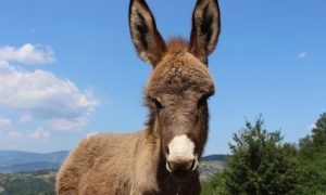 Nesvakidašnja nesreća u Prijedoru: Automobil usmrtio magarca – za volanom žena
