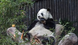 U Zoološkom vrtu žale: Uginula posljednja džinovska panda u Tajlandu
