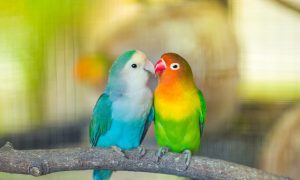 Pametne ptice: Istraživači uče papige da obavljaju video pozive