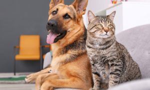 Banjalučani otvoreno! Koga više vole, pse ili mačke? VIDEO