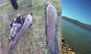 Padali rekordi: Somovi duži od dva metra ulovljeni u jezeru u BiH