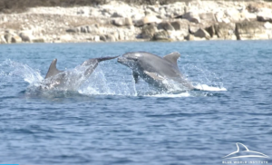 Prekrasni prizori! Proljetna igra majke i sina delfina oduševila sve FOTO