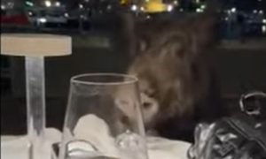 Divlje svinje navalile na stolove: Životinje upale u restoran i napravile haos VIDEO