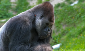 Fatou dobila tortu od voća i povrća: Najstarija gorila na svijetu proslavila rođendan