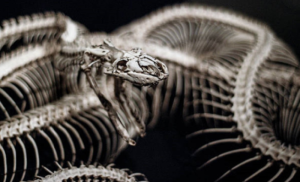 Datiraju iz neolita: Pronađene kosti zmije stare 6.000 godina