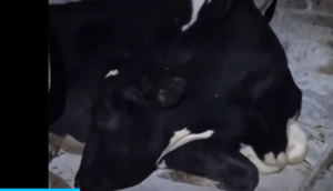 Mnogi se poistovijetili sa Doris: Krava koja glumi da spava oduševila internet VIDEO