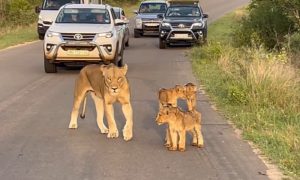 Majka brine za mladunce: Lavica i njeni lavići zaustavili saobraćaj VIDEO