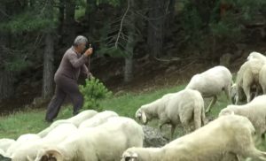 Ljubinko čuva ovce: Zaradi koliko i ljekar ili predsjednik opštine VIDEO
