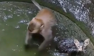Emotivan video! Pogledajte kako majmun spašava malo mače iz bunara