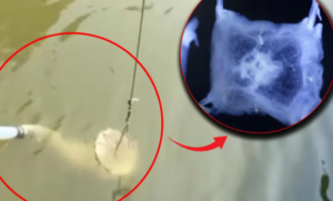 Istraživači otkrili neku novu vrstu: Pronađena meduza sa 24 oka VIDEO