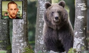 Uhvaćen medvjed koji je usmrtio džogera – odlučuje se o sudbini životinje