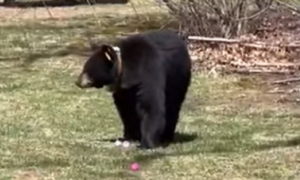 Žudio za slatkišima: Crni medvjed u misiji sakupljanja vaskršnjih jaja VIDEO