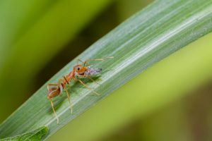 Šta znači sanjati mrave: Ako ih ovako vidite u snu, donijeće vam sreću na javi