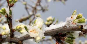 Poljoprivrednici zabrinuti zbog promjene vremena: Hoće li proljetni mraz uništiti voće