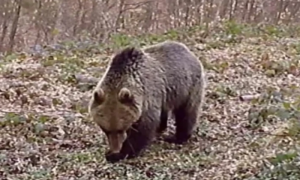 Mještani u strahu: Medvjed razvalio ogradu, ušao u dvorište i počastio se medom