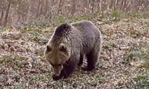 Lijepa vijest! Mrki medvjed se probudio iz zimskog sna i “najavio” proljeće VIDEO