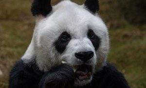 Džinovska panda vraćena u Kinu: Јa Јa se nakon 20 godina vratila kući VIDEO