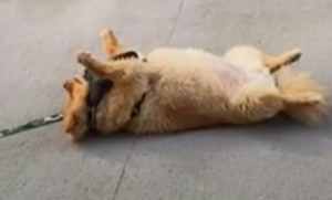 Zanimljiv četvoronožac! Kada mu dosadi šetnja ovaj pas  legne i “pravi se mrtav” VIDEO