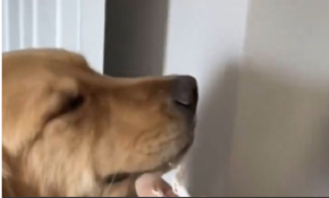 Niko ne bi mogao da ostane ljut! Pas izgrizao kabl pa se izvinjavao VIDEO