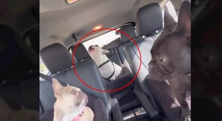 Hit na društvenim mrežama: Pas na urnebesan način pokazuje nezadovoljstvo što ne sjedi na prvom sjedištu VIDEO