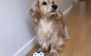 Pametni četvoronožac! Izdresirali psa da zvoni kada hoće da obavi nuždu VIDEO