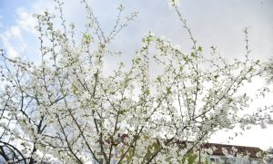 “Slamka spasa” za alergične: Ovako pratite koncentraciju polena u Banjaluci