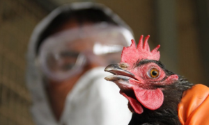 Biće uništeno 40.000 živine: Otkriven prvi slučaj ptičijeg gripa H5 u Japanu