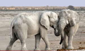 Dnevna doza humora: Idu slon i slonica