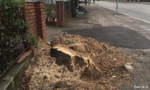 Drvo nije bilo trulo ni opasno: Posječeno stablo koje je zasadio solunski vojnik u Banjaluci