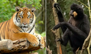 Ima i egzotičnih životinja: U BiH uvezeni tigrovi, lavovi, majmuni…