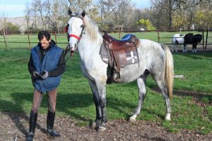 Ergela “Vučijak” prodaje konje: Nove vlasnike čeka 16 lipicanera