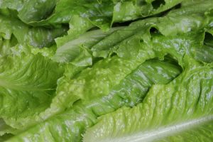 Taman je sezona: Sedam razloga zašto treba jesti zelenu salatu