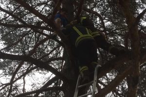 Neobična intervencija: Banjalučki vatrogasci spasili dječaka koji se popeo na drvo