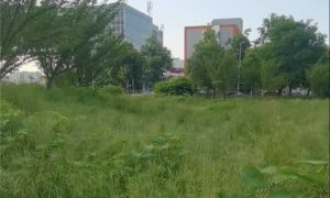 Dvorište banjalučke Gimnazije kao džungla: Sportski tereni zarasli u travu VIDEO