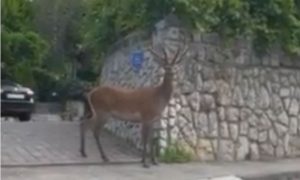 Nesvakidašnji prizor u Rijeci: Jelen šetao ulicama grada VIDEO