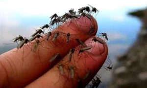 Ogromna najezda u Hrvatskoj: Porast vodostaja rijeka privukao komarce VIDEO