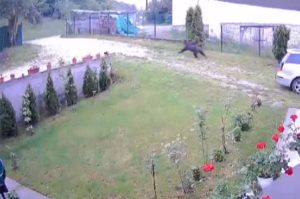 Životinja se spustila u selo: Medvjed protrčao kroz dvorište VIDEO