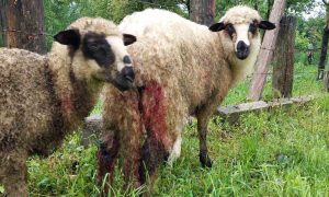 Jedan od brojnih napada: Psi lutalice rastrgali sedam ovaca FOTO