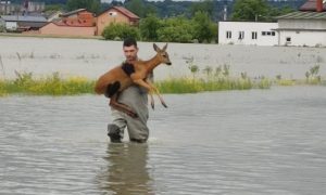 Nesretna životinja se nije bojala: Vatrogasac spasio srnu od poplava FOTO