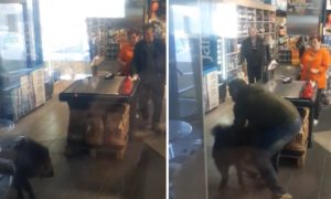 Životinja ušla u prodavnicu: Muškarci se borili sa veprom VIDEO