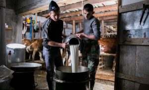 Mljekarski sektor u BiH “trese” negativan bilans: Prekomjeran uvoz gasi male farme