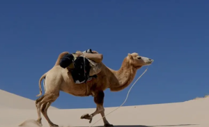 Vjerovali ili ne… Darko na svojoj njivi zatekao kamile, nakon toga uslijedio novi šok