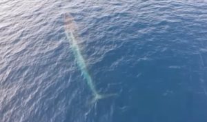 Nevjerovatan prizor kod Visa: Dron snimio desetine kitova VIDEO