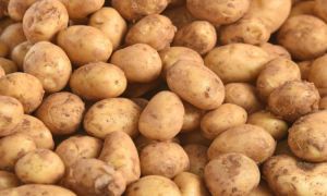 Vrti se u glavi: Najskuplji krompir na svijetu košta 500 evra po kilogramu